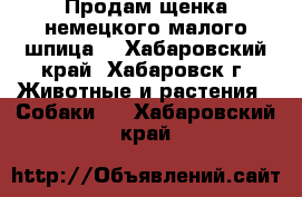 Продам щенка немецкого малого шпица. - Хабаровский край, Хабаровск г. Животные и растения » Собаки   . Хабаровский край